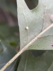 Zopheroteras hubbardi