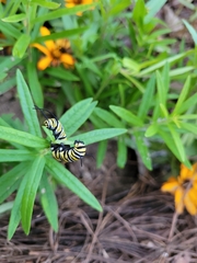 Danaus plexippus