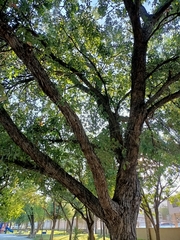Quercus polymorpha
