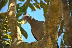 Corythaixoides concolor concolor