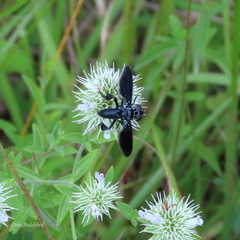 Trichopoda lanipes