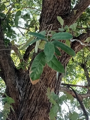 Quercus polymorpha