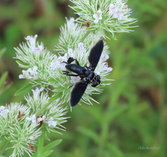 Trichopoda lanipes