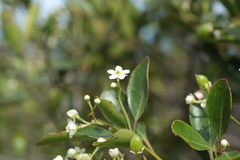 Denhamia fournieri