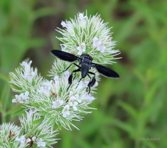 Trichopoda lanipes