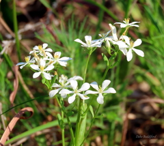 Sabatia difformis