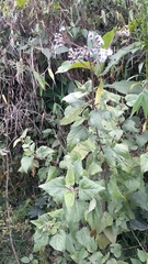 Aristeguietia lamiifolia