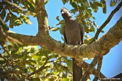 Corythaixoides concolor concolor