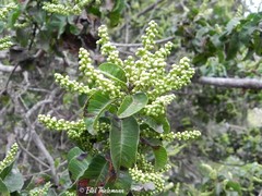 Schinus latifolia