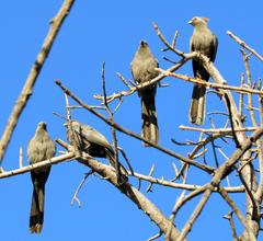 Corythaixoides concolor bechuanae