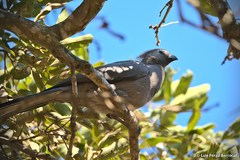Corythaixoides concolor concolor