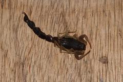 Parabuthus schlechteri