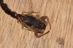 Parabuthus schlechteri