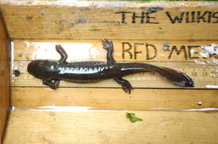 Dicamptodon aterrimus