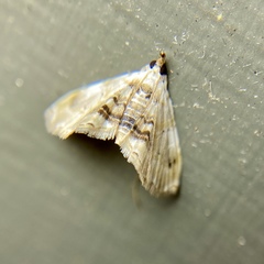 Trichophysetis
