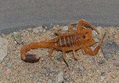 Uroplectes schlechteri