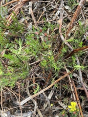 Hibbertia fasciculata