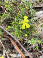 Hibbertia fasciculata