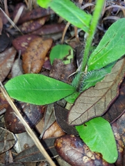 Hieracium gronovii image