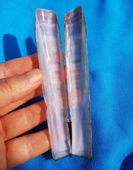 Ensis minor