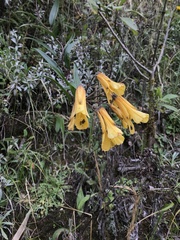 Bomarea lutea