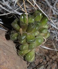 Anacampseros albidiflora