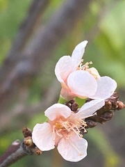 Prunus mume