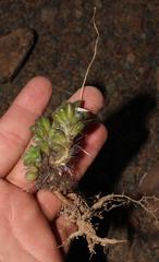 Anacampseros albidiflora
