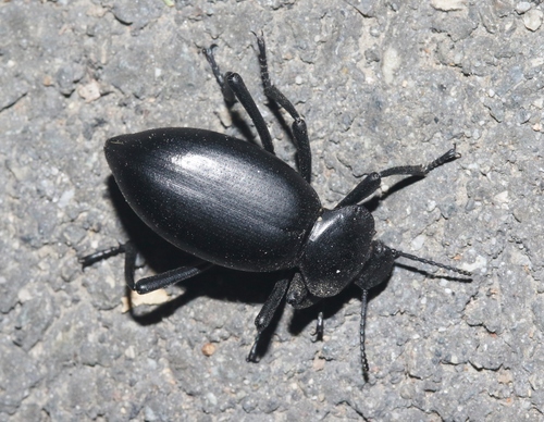 Eleodes acuticauda