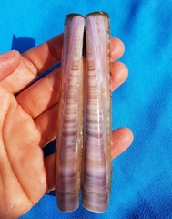 Ensis minor