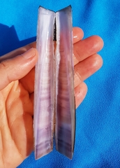 Ensis minor