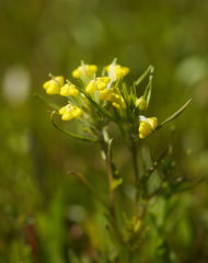 Castilleja campestris