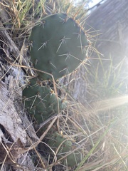 Opuntia cymochila