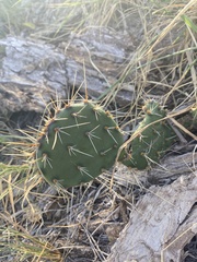 Opuntia cymochila