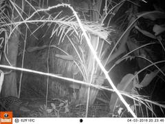 Genetta tigrina tigrina