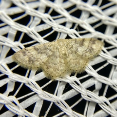 Idaea pilosata