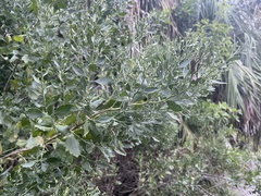 Baccharis halimifolia image
