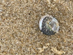 Chlorodiloma odontis