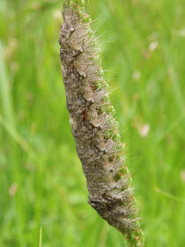 Large Tolype Moth photo 3