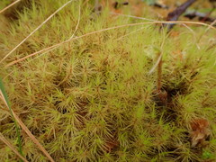 Dicranum howellii