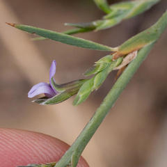 Psoralea alata