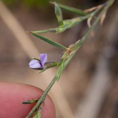 Psoralea alata