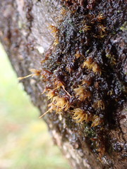 Ulota obtusiuscula