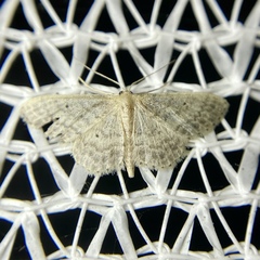 Idaea elaphrodes