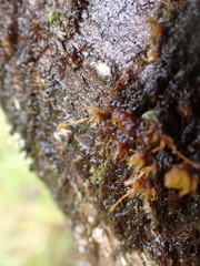 Ulota obtusiuscula