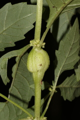 Neolasioptera lycopi