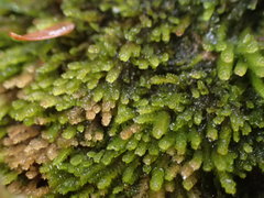 Marsupella sphacelata