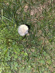 Taraxacum