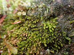 Marsupella sphacelata