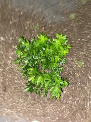 Magnoliopsida